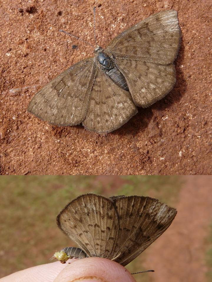 FIGURE 3d FIGURE 3d